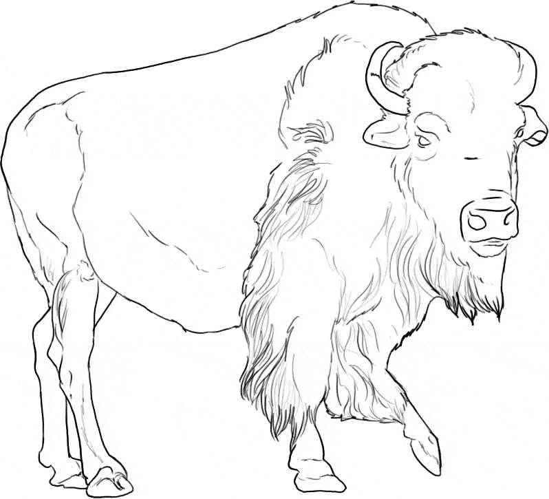 Buffalo Coloring Pages