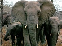 African Elephant