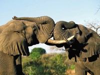 African Elephant image