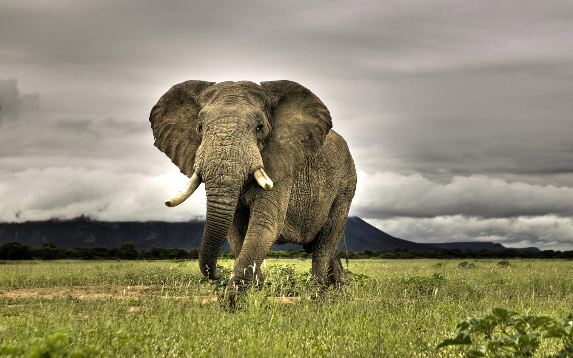 free African Elephant wallpaper wallpapers and background