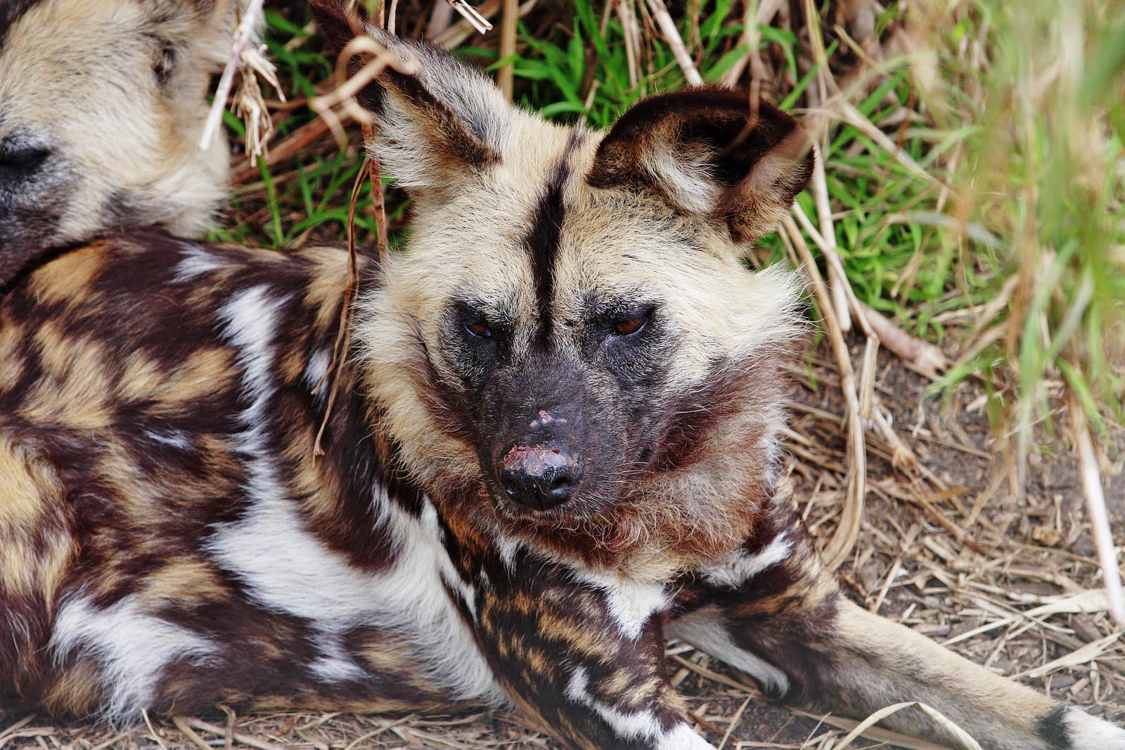 free African Wild Dog wallpaper wallpapers download