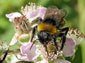 free africanized bee wallpaper