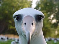 Albatross image