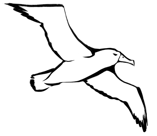 free Albatross coloring