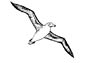 Albatross coloring page
