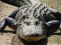 Alligator picture
