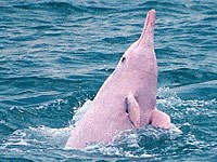 Amazon River Dolphin picture