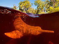 Amazon River Dolphin image