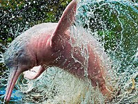 Amazon River Dolphin image