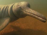 Amazon River Dolphin image