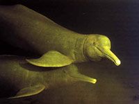 Amazon River Dolphin image