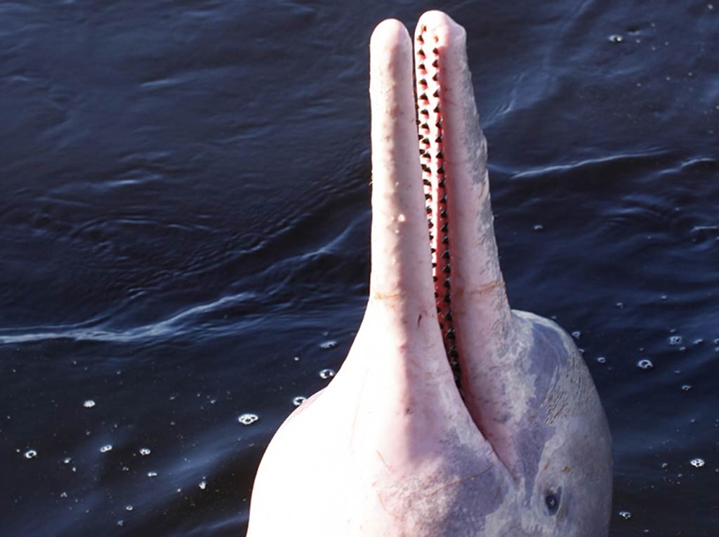 free Amazon River Dolphin wallpaper wallpapers download