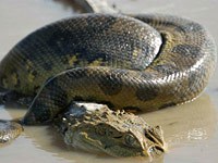 Anaconda image