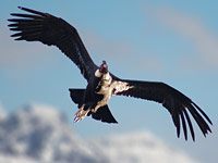 Andean Condor image