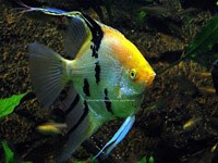 Angelfish picture