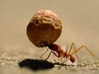 Ant image