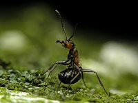 Ant picture