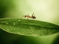 Ant image