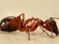 ant wallpapers