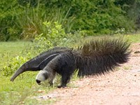 Anteater image