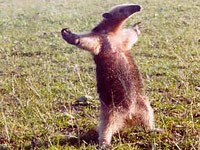 Anteater image