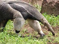 Anteater 