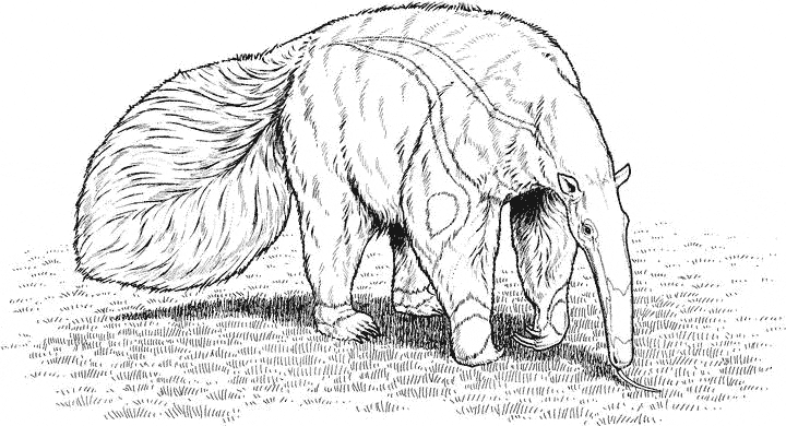 free Anteater coloring for kids sheet page picture