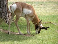 Antelope image
