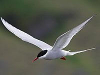 Arctic Tern image