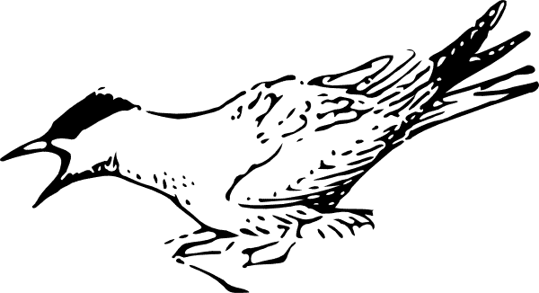 free Arctic Tern color coloring