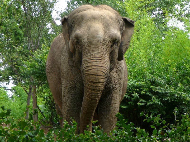 free Asian elephant wallpaper wallpapers and background