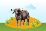 African Buffalo