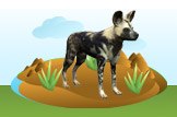 African Wild Dog