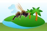 Africanized Bee