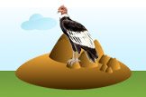Andean Condor image