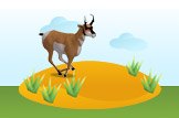 Antelope