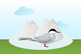 Arctic Tern