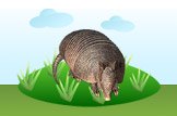 Armadillo
