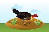 Australian Brush-Turkey