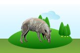 babirusa