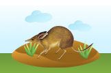 bandicoot