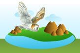 Barn Owl