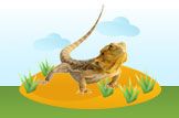 Bearded Dragon