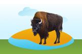 Bison