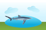 Blue Shark