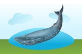 Blue Whale