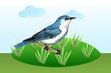 Bluebird