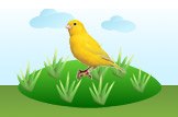 canary