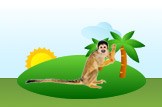Capuchin Monkey