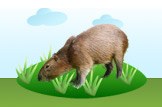 Capibara